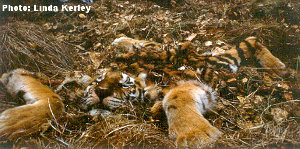 Dead tiger
